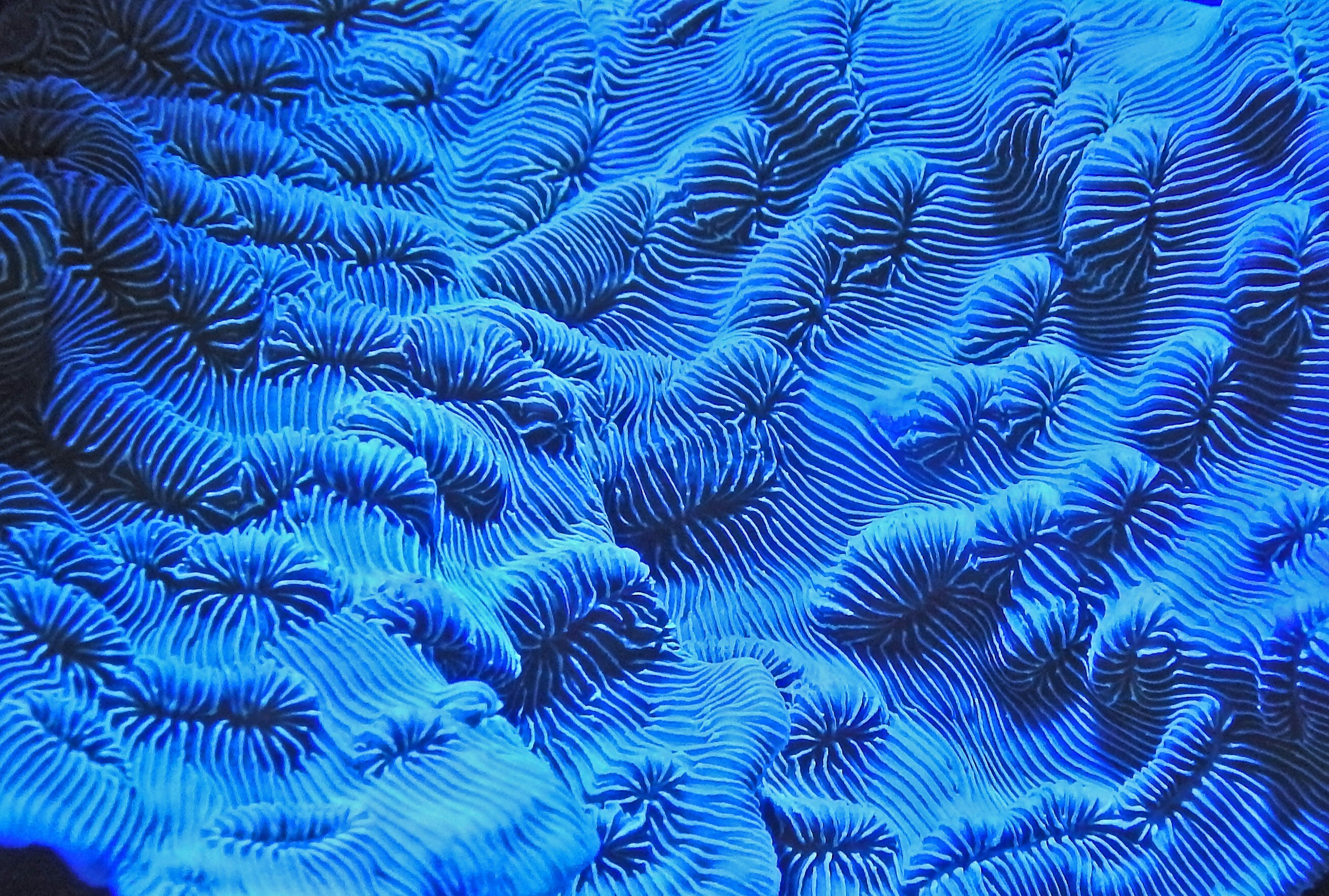 Electric blue brain coral