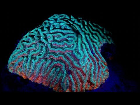Brain coral
