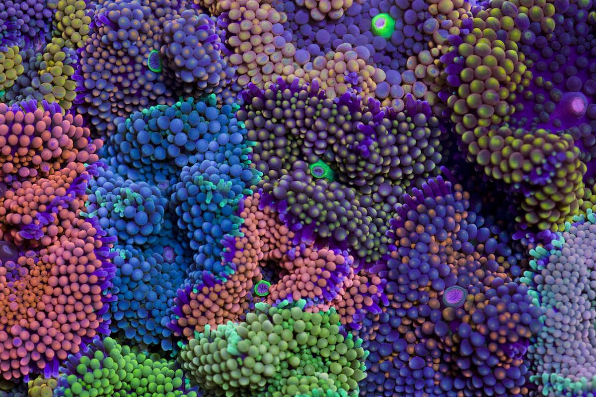Coral polyps