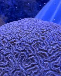 Purple brain coral